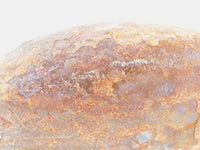 1997-1999 Harley Davidson Softail Custom Springer Rusty Rear Wheel Cover Fender - C3 Cycle
