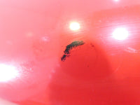 Honda VF750 VF750C Magna 750 "Pure Red" Rear Wheel Cover Fender Mud Guard