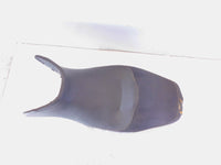 2006-2009 Moto Guzzi Norge 1200 GT GTL Front/Rear Main Rider Seat Saddle - torn - C3 Cycle